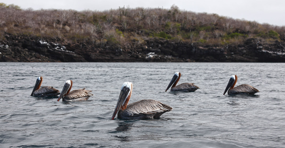 Brown Pelicans